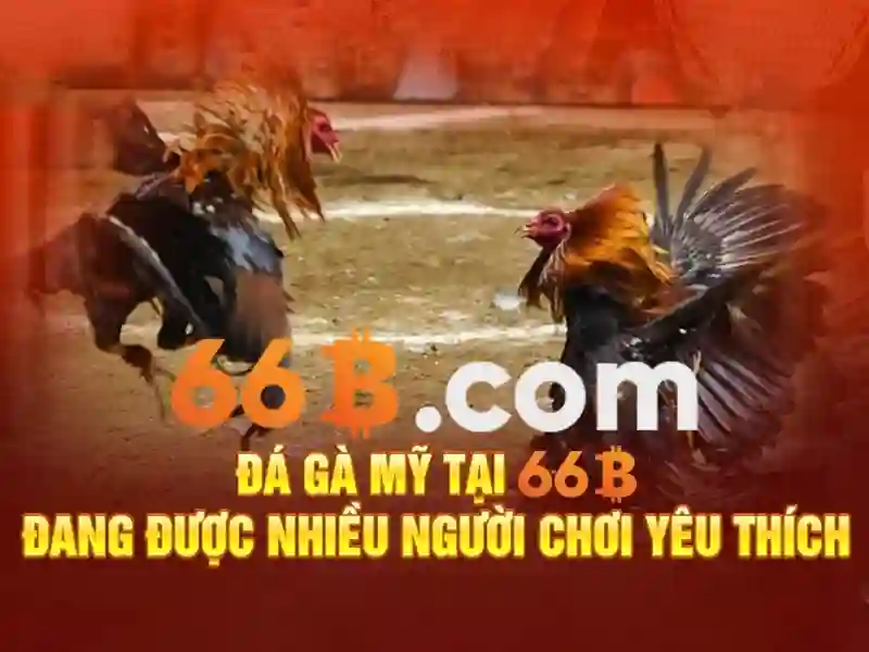 66b là gì?\n