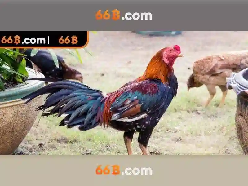 Kiến trúc và cách hoạt động của 66b