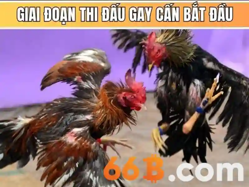 Ứng dụng và tương lai