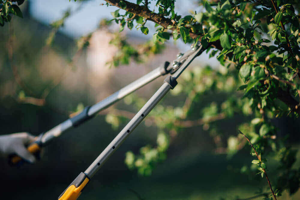 Bristol Tree Trimming & Pruning Services