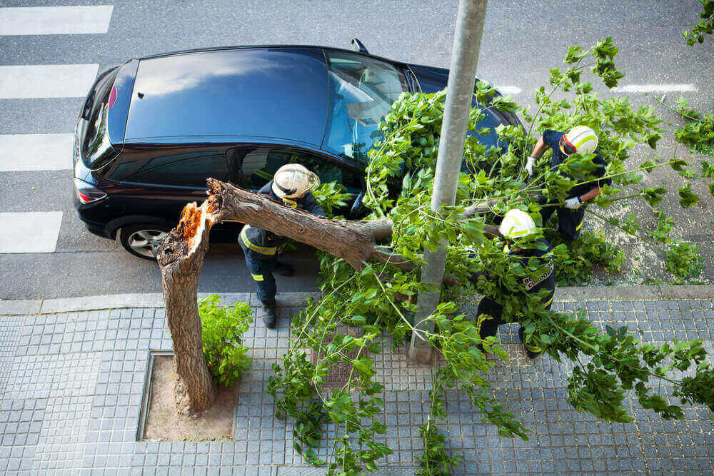 Emergency Tree Cleanup Service