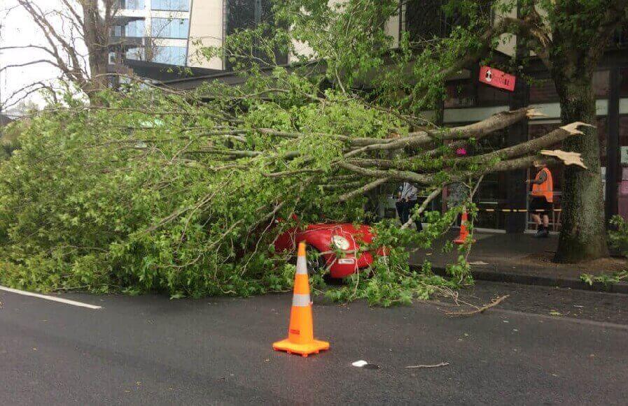 Emergency Tree Surgeons Bristol