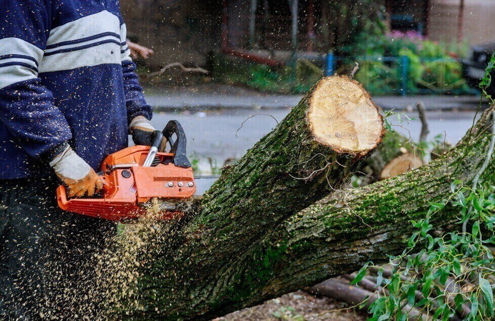 Most Affordable Tree Removal Service