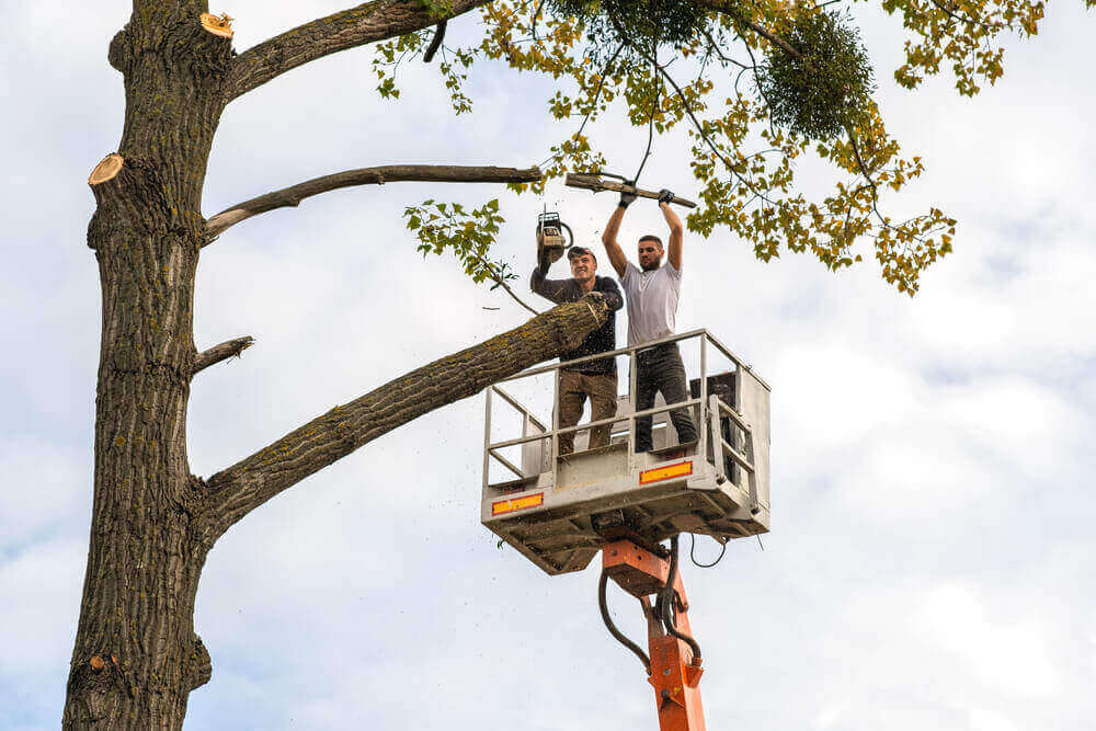 No.1 Tree Surgeons & Certified Arborists