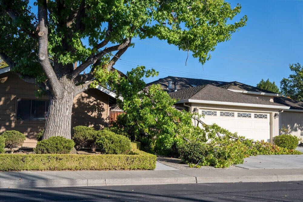 Residential Tree Services Bristol