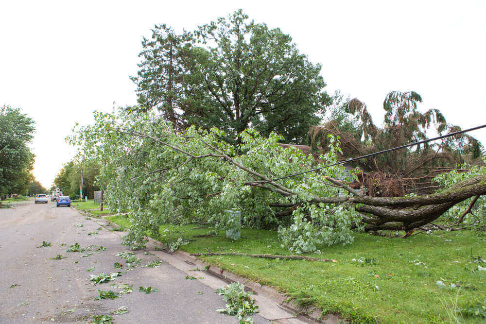 Storm Damage Tree Care Service