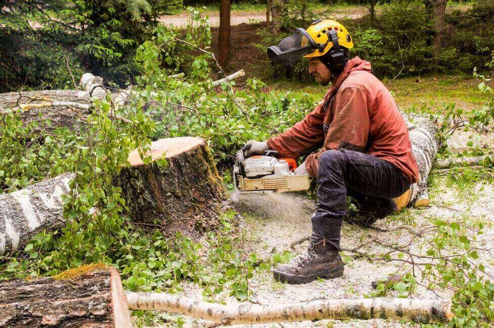 Tree Surgery Bristol, England