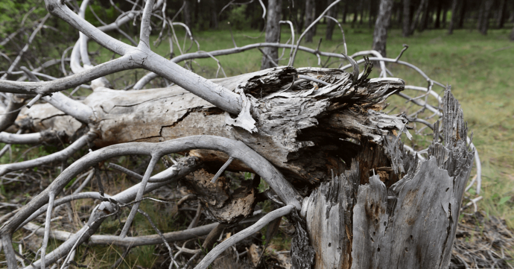 Signs of Tree Disease