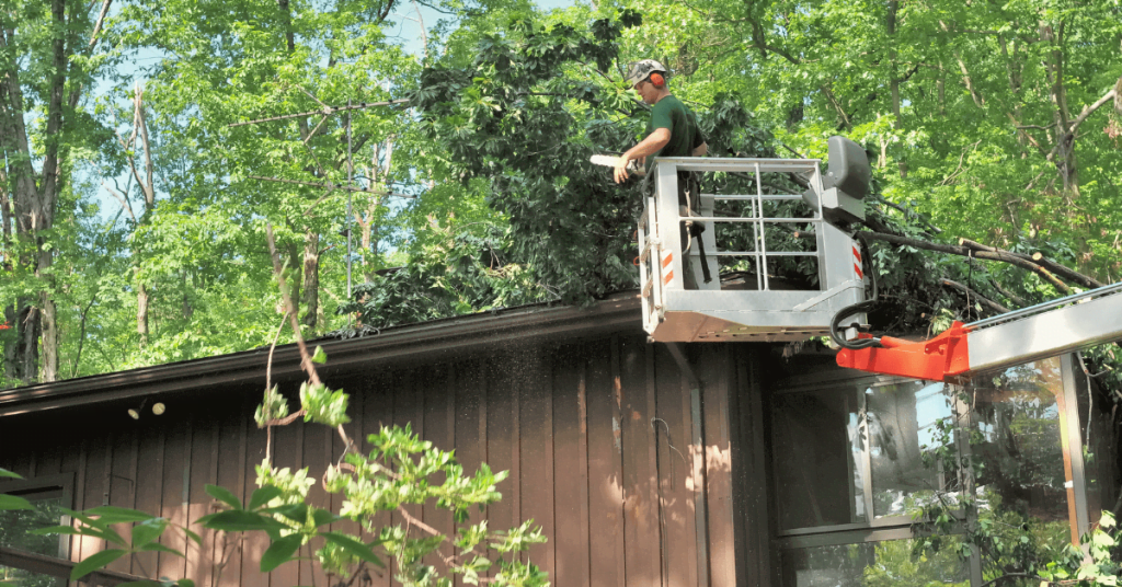 Tree Removal Service After Storms