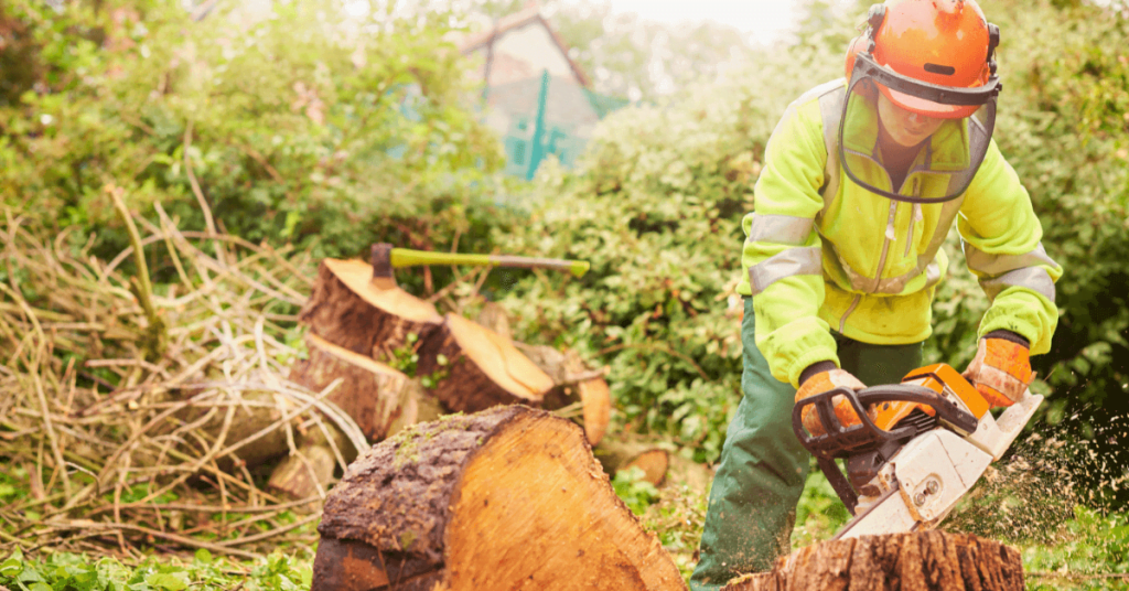 Is Tree Surgery Safe