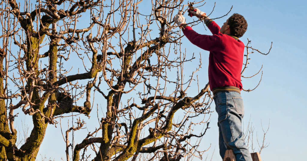 Prune Tree To Grow Taller